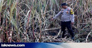 Petani di Wedarijaksa Meninggal Saat Bakar Sisa Daun Tebu di Persawahan: Masyarakat Dianjurkan Berhati-Hati