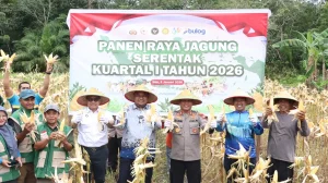 Polsek Dawe Mendukung Swasembada Pangan 2026 dengan Panen Jagung 150 Ton
